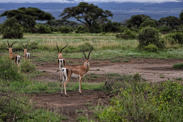 Gazelle