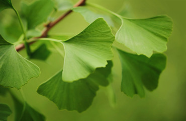 Gingko
