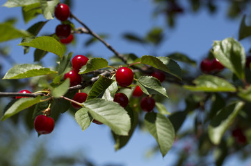branch of red cherry in a sunny day