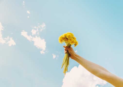 Female Hand With Bouquet Of Yellow Dandelions
