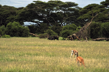 Gazelle