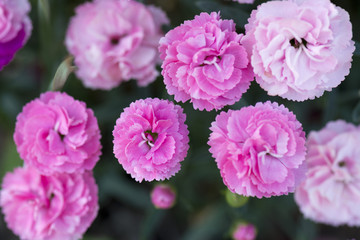 pink carnation flower