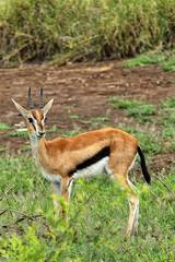 Gazelle