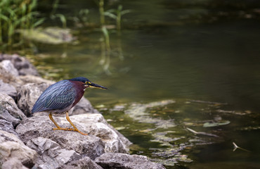 Green Heron