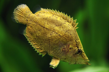 Naklejka premium Amazon leaf fish (Monocirrhus polyacanthus)
