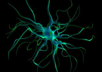Nerve cells or Neurons