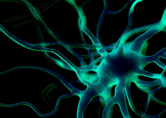 Nerve cells or Neurons