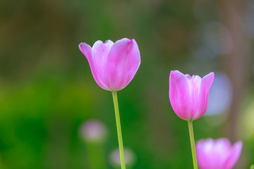 Obraz na płótnie Canvas Pink Tulip