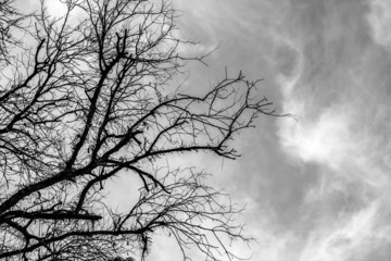 Black and white scenery of dry tree