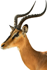 Springbok portrait