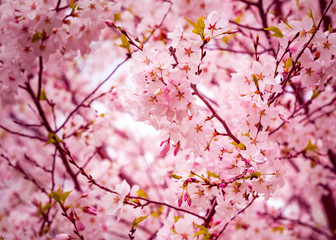 Cherry blossom branches