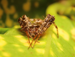 Small insect in the garden