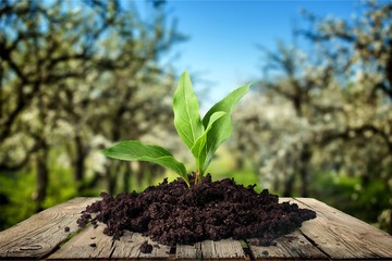 Leaf, Plant, Seed.