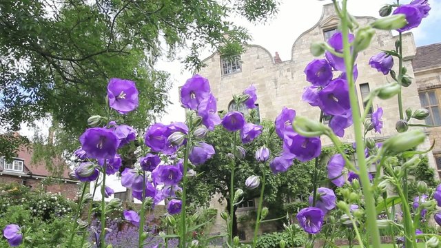 Beautiful violet flowers in the  garden, HD footage