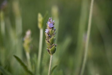 Lavendel (Lavendula angustifolia)