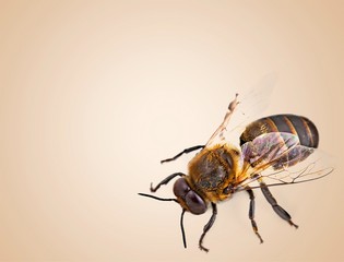 Bee, Honey Bee, Insect.