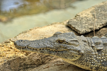 Alligator