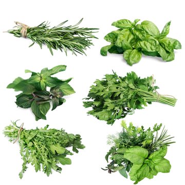 Herb, Isolated, Variation.