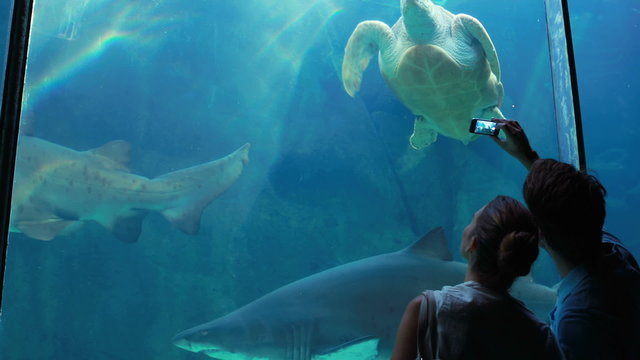 couple admiring sea turtle swimming with shark 