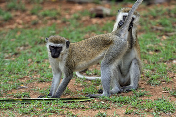 Monkey