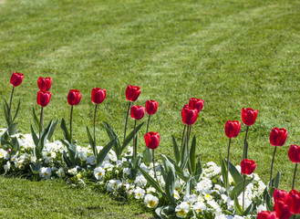 tulips in the Baroque Mirabell Garden
