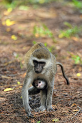 Monkey