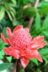 galangal flower