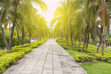 Fototapeta premium Concrete walkway with coconut trees