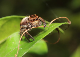 small jumping spider in the garden