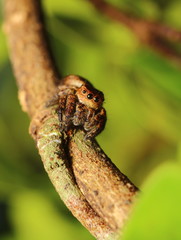 small jumping spider in the garden