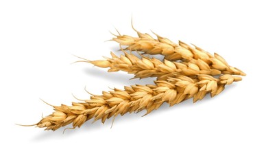 Wheat, Barley, Cereal Plant.