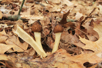 Wild half-cap morel mushrooms in wooded area with one cut in half. Also known by many unique names such as, dryland fish, molly moochers, hickory chicken, merkels, muggin and miracle.