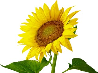 Obraz premium Sunflower, Sun, Single Flower.