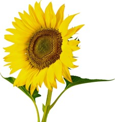 Obraz premium Sunflower, Flower, Single Flower.