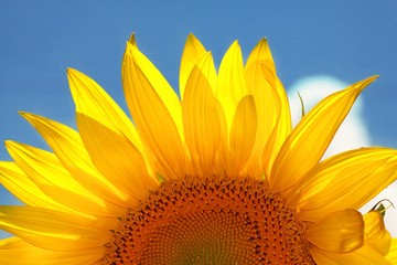 Fototapeta premium Sunflower, Sun, Dew.