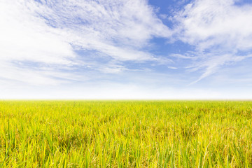 Rice field and the blue sky