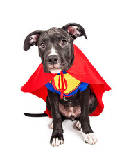 Cute Superhero Puppy Dog © adogslifephoto