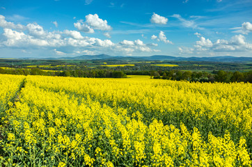 Obraz premium Colza field