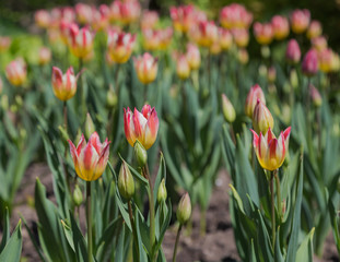 Pink and Yellow Tulips in the Spring