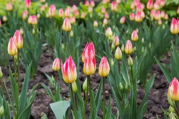 Pink and Yellow Tulips in the Spring