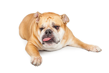 Funny Bulldog Tongue Sticking Out