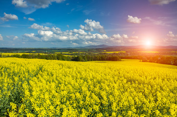 Obraz premium Sunset above colza field