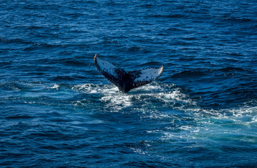 Fototapeta premium Southern Rights Calving