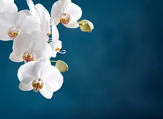 Foto op Plexiglas White orchid © julia_arda