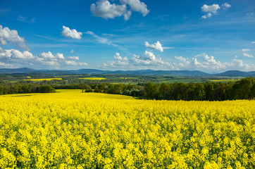 Obraz premium Colza field