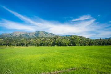 Beautiful paddy field landscape in Sri Lanka