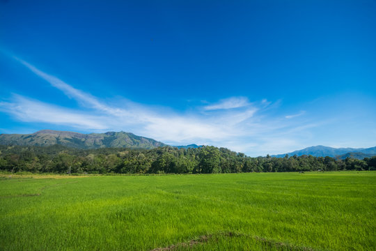 Beautiful paddy field landscape in Sri Lanka