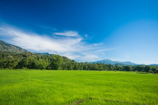 Beautiful paddy field landscape in Sri Lanka