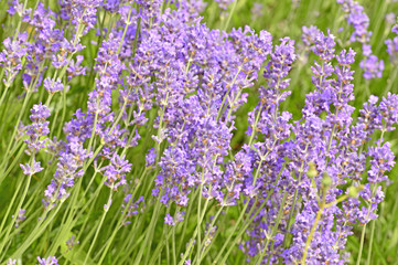 Lavendel