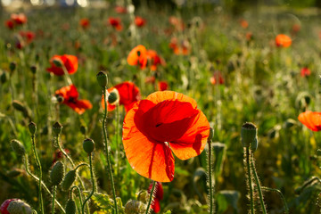 Late evening vivid red poppy field scene